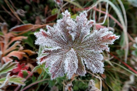 Rime leann cold morning photo