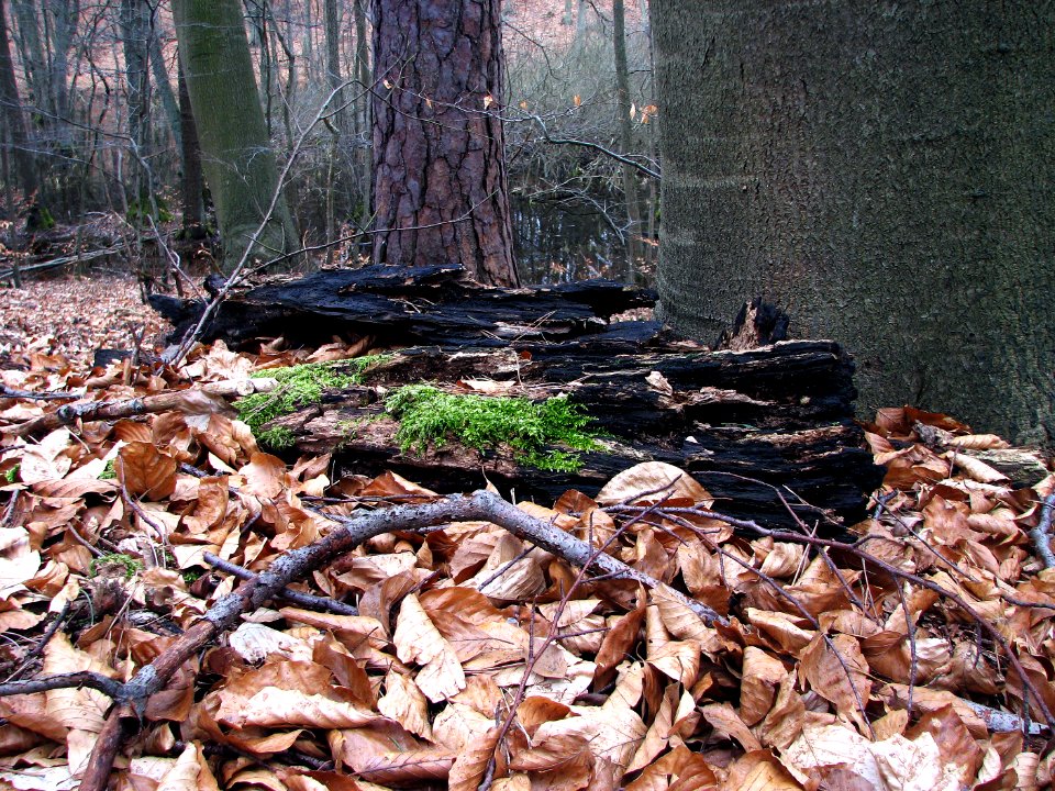 2011-03-26-stadtforst-ebw-01