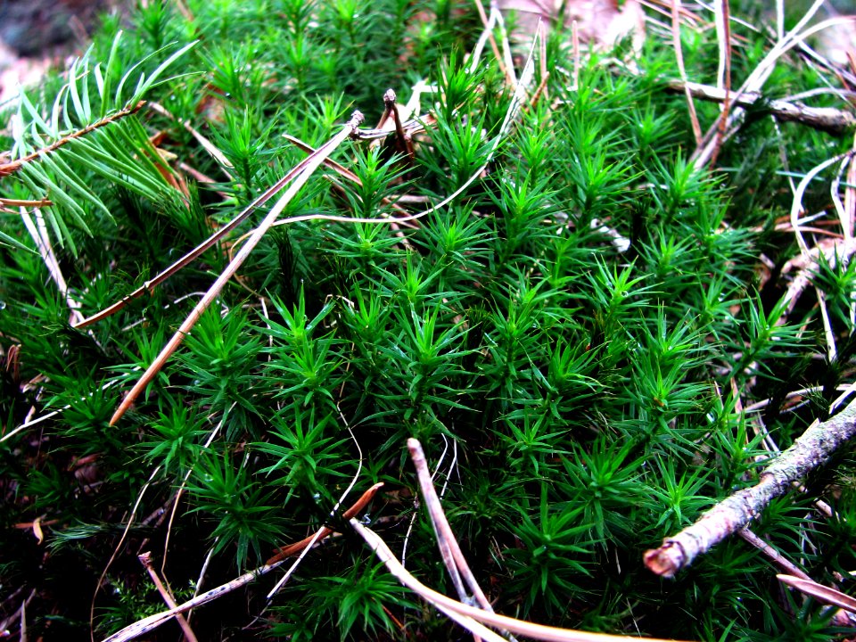 2011-03-26-stadtforst-ebw-05
