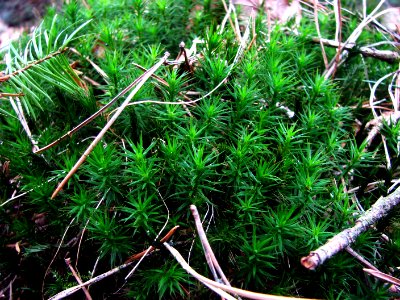 2011-03-26-stadtforst-ebw-05