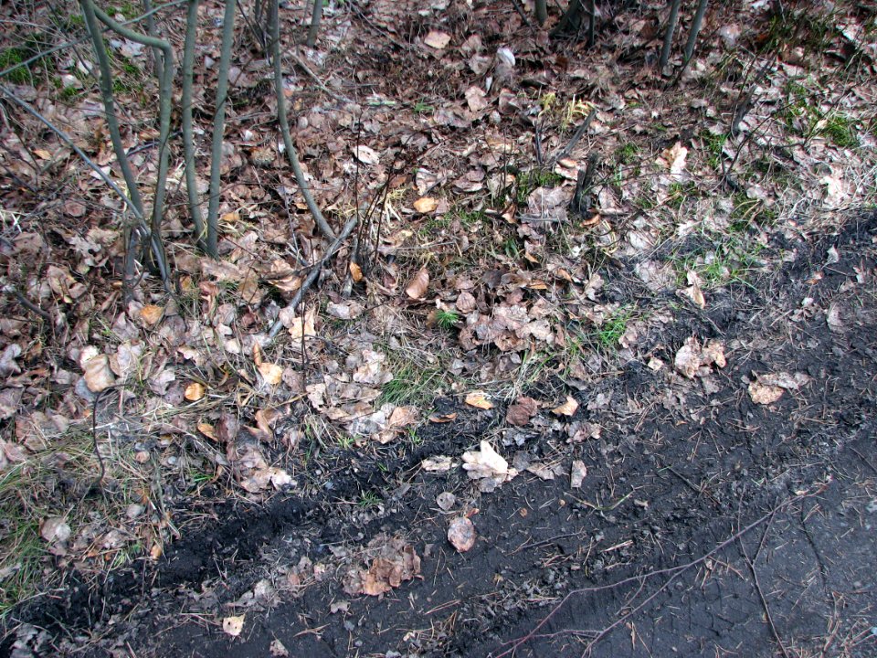 2011-03-26-stadtforst-ebw-08