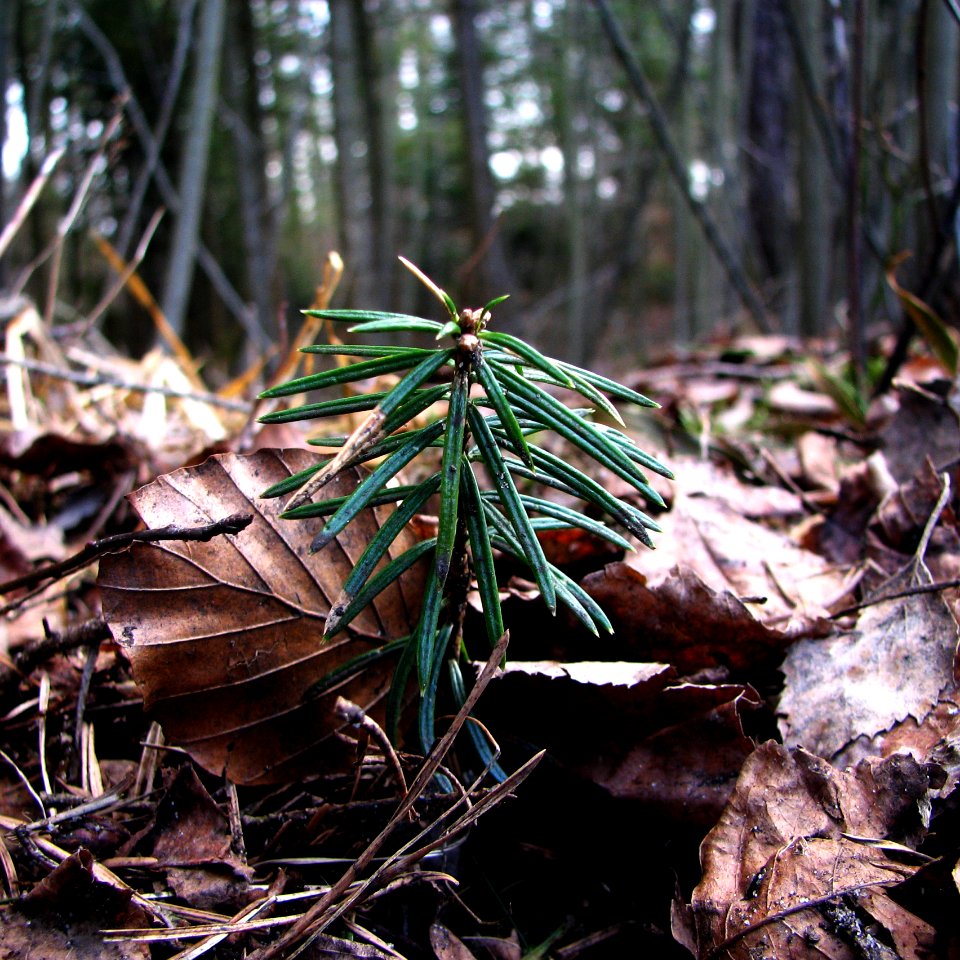 2011-03-26-stadtforst-ebw-09