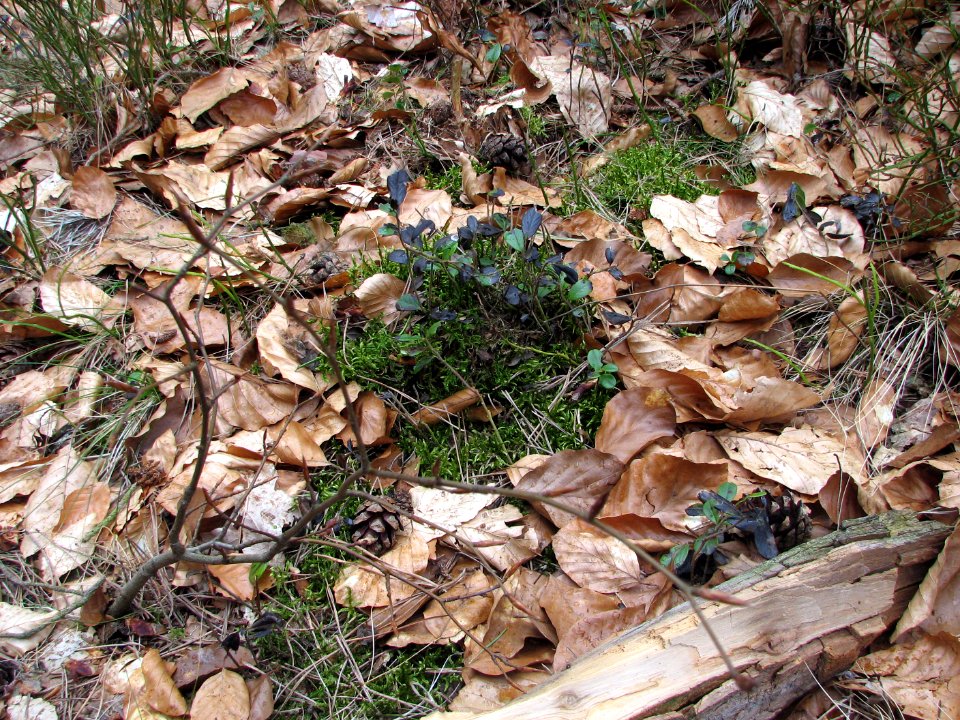 2011-03-26-stadtforst-ebw-03