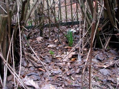 2011-03-26-stadtforst-ebw-12