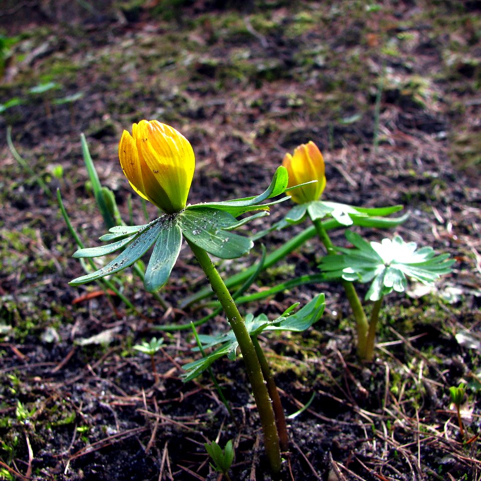 2011-03-26-stadtforst-ebw-16