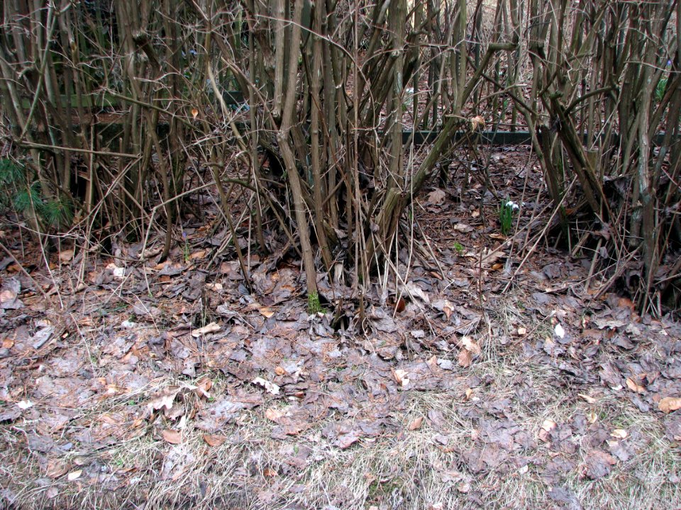 2011-03-26-stadtforst-ebw-11