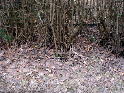 2011-03-26-stadtforst-ebw-11
