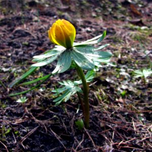 2011-03-26-stadtforst-ebw-15