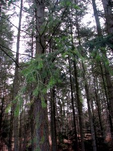 2011-03-26-stadtforst-ebw-10