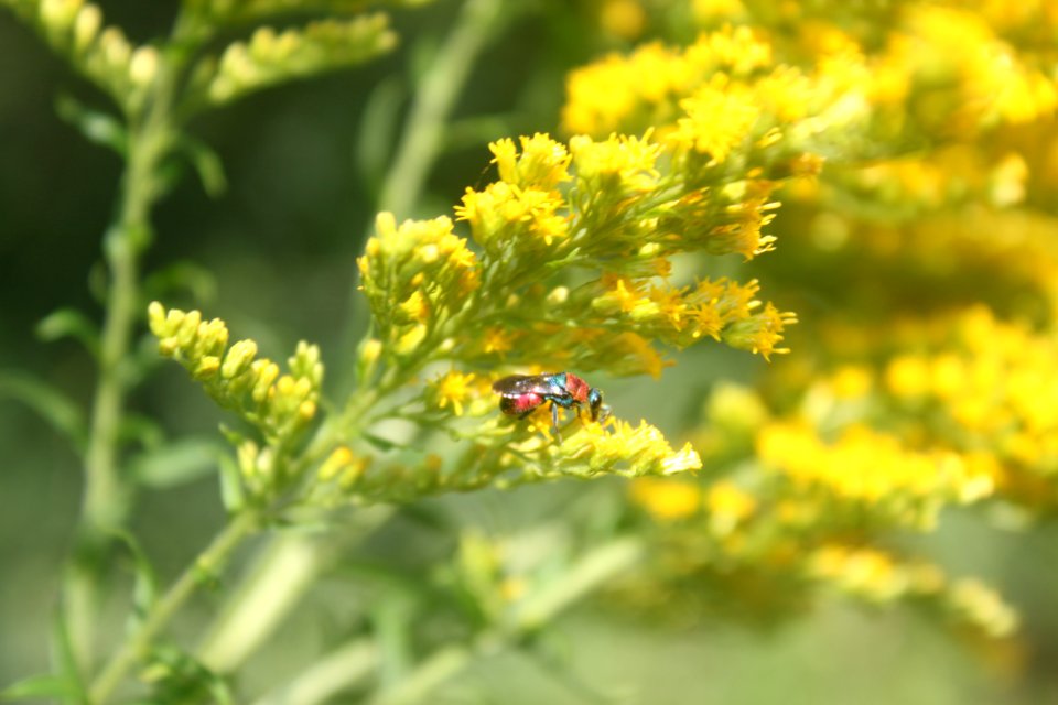 2014 07 25 Käfer