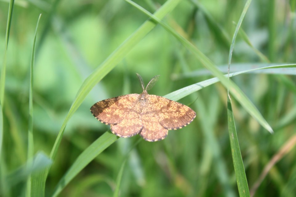 2014 07 26 Falter1