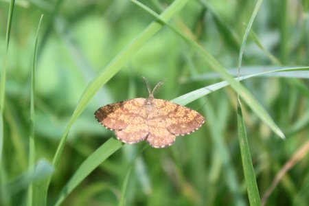 2014 07 26 Falter1
