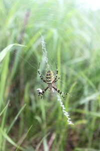2014 07 26 Spinne