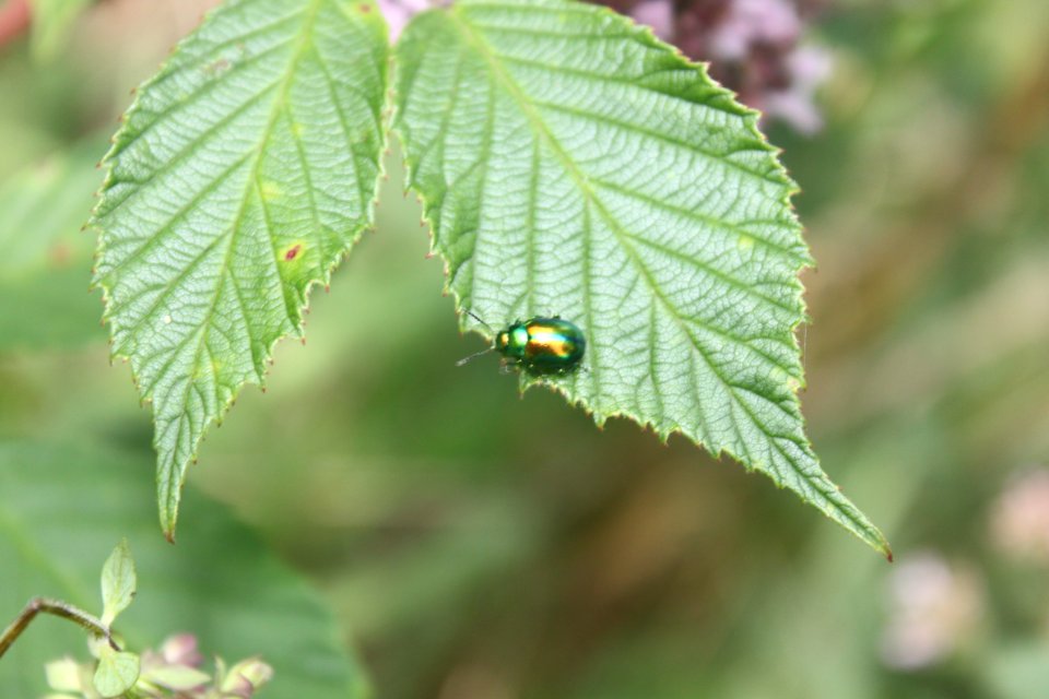 2014 07 26 Käfer