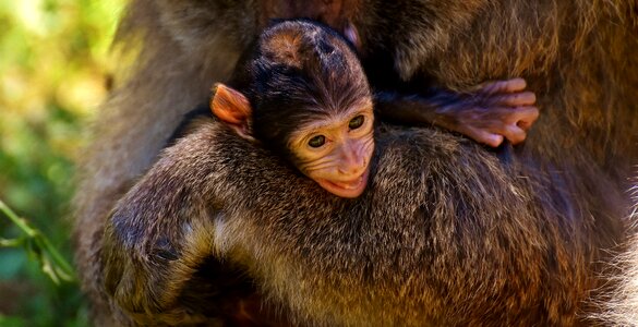 Barbary ape endangered species monkey mountain salem photo