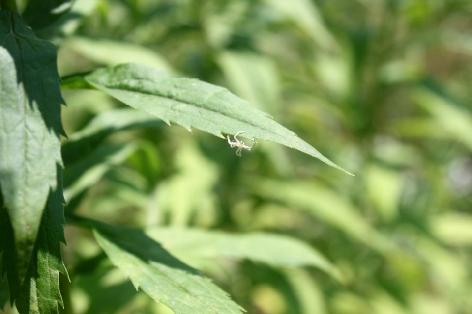 2014 07 25 Spinne1