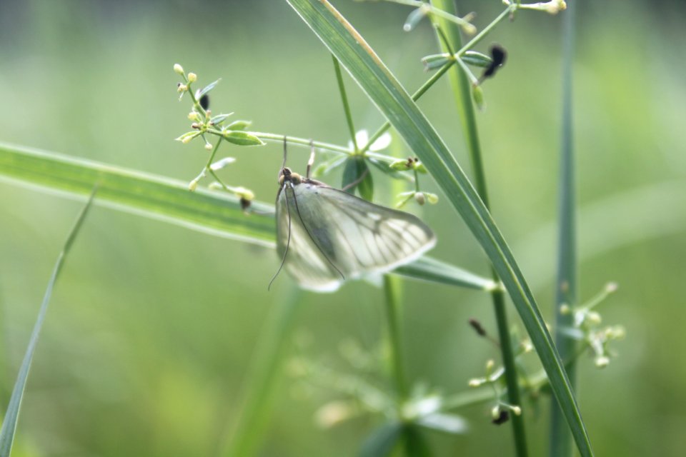 2014 07 26 Falter2