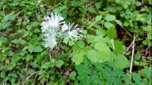2015 06 03 weissfransige Blume