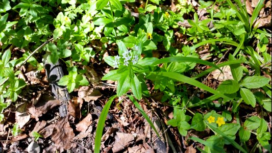 2015 06 03 weisse und gelbe Blumen