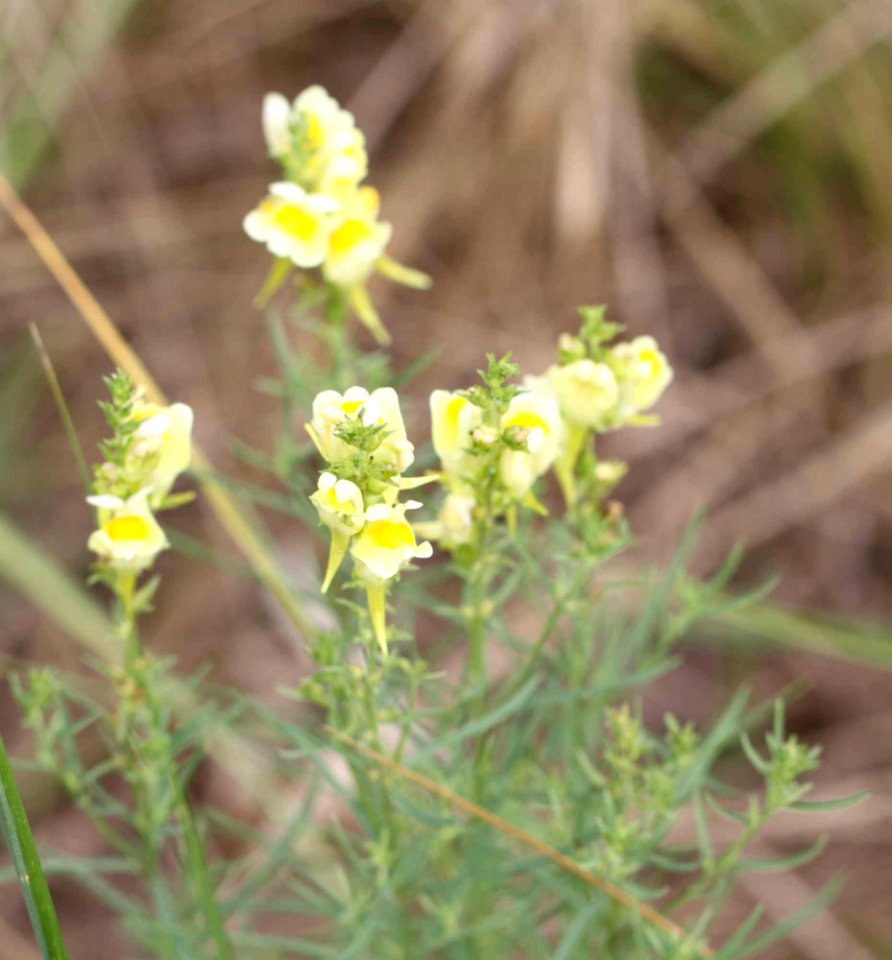 2017 07 11 weissgelbe Blume