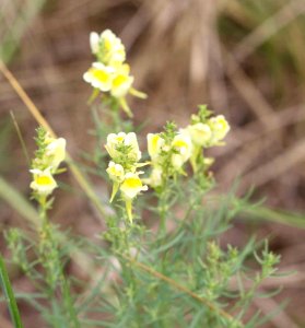 2017 07 11 weissgelbe Blume