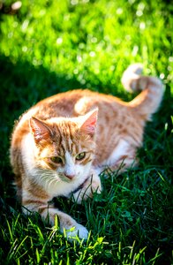 In the doghouse feline domestic animal photo