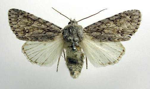 Acronicta.aceris photo