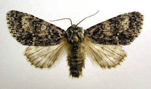 Acronicta megacephala