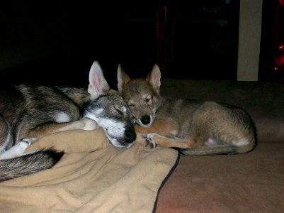 Adult with pup 3