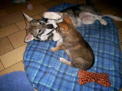 Adult with pup