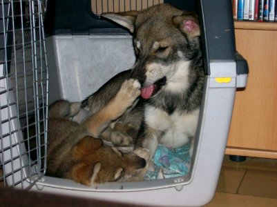 Adult with pup 2