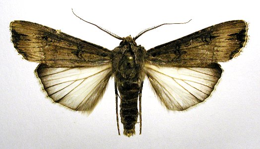 Agrotis ipsilon1
