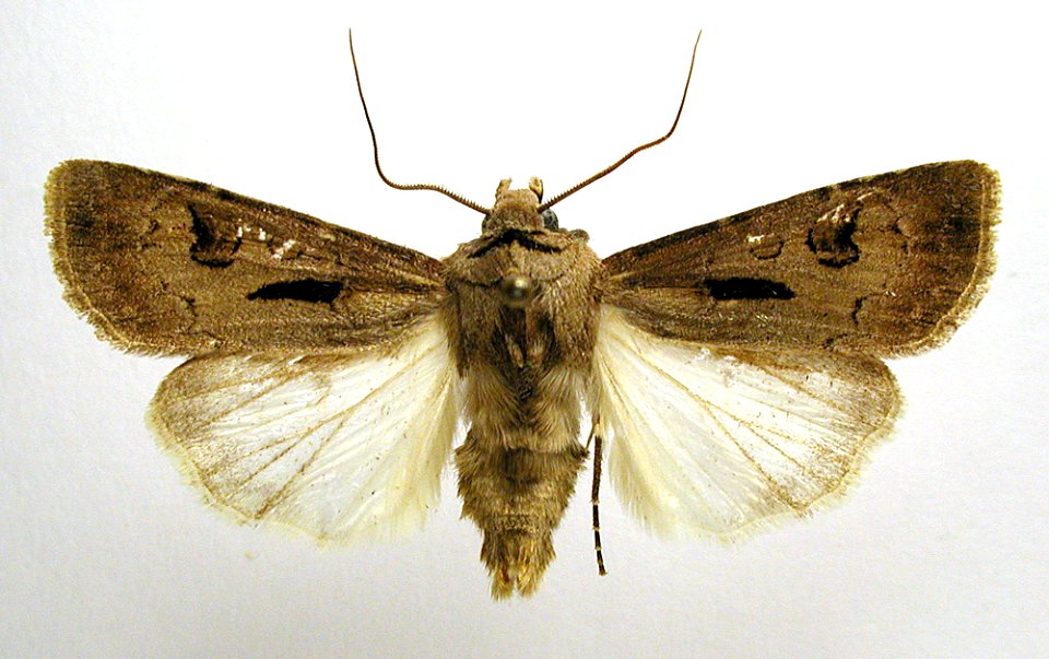 Agrotis exclamationis2