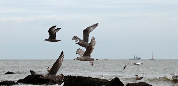 Coast sea water bird photo