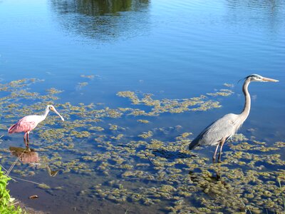 Pond bird heron photo