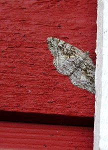Alcis repandatus