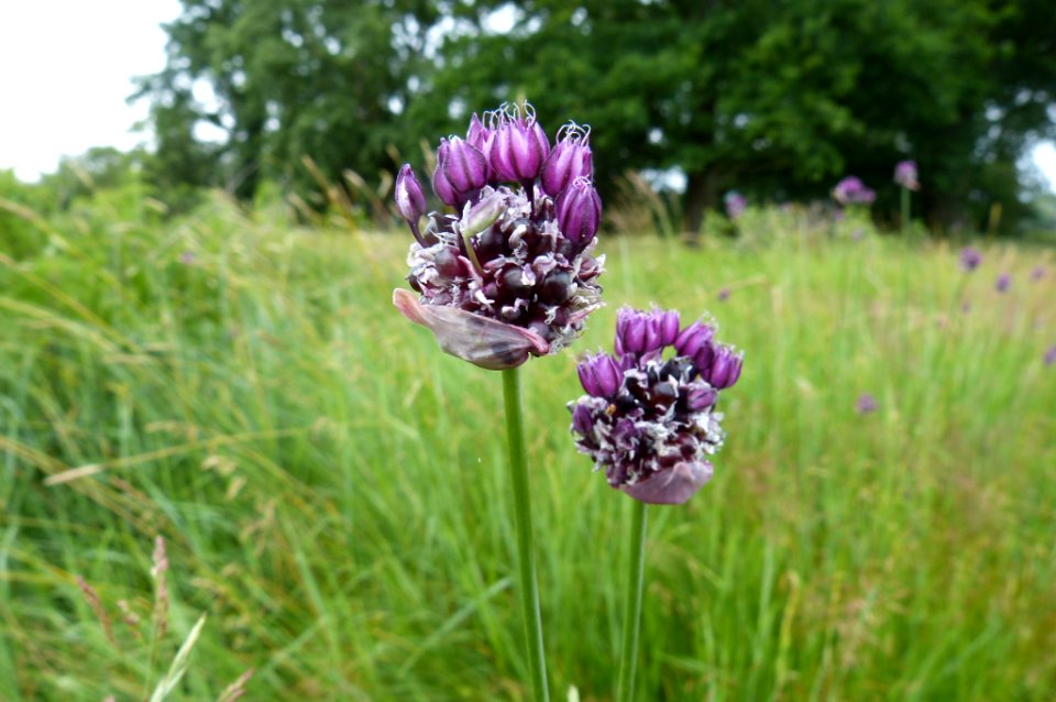 Allium1 photo