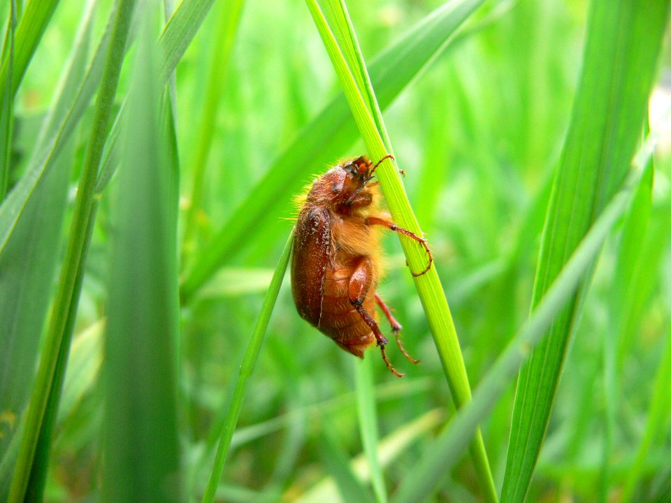 Amphimallon assimile-June Beetle