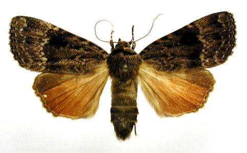 Amphipyra pyramidea photo