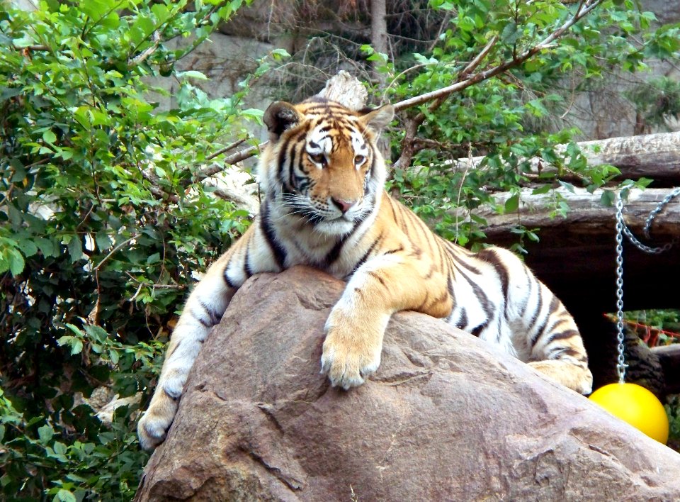 Amurtiger auf Felsen