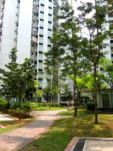 Anchorvale Grove, Aug 06