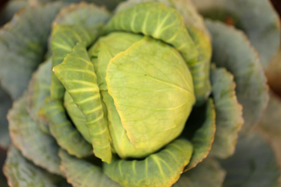 Vegetable leaf cabbage