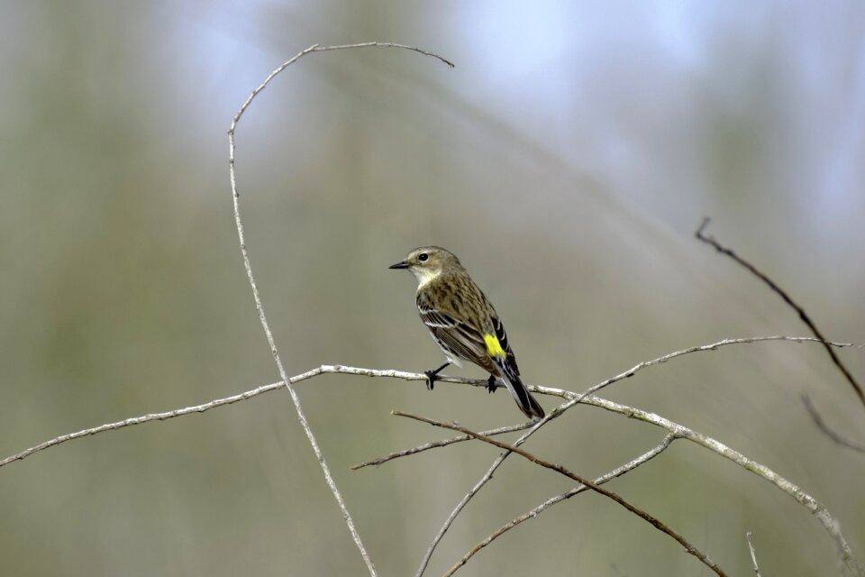 Outdoors animal songbird