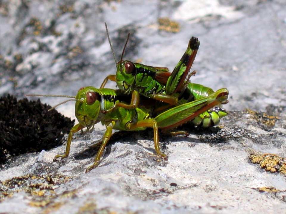 ANKAWÜ-Heuschrecken