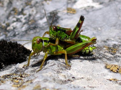 ANKAWÜ-Heuschrecken