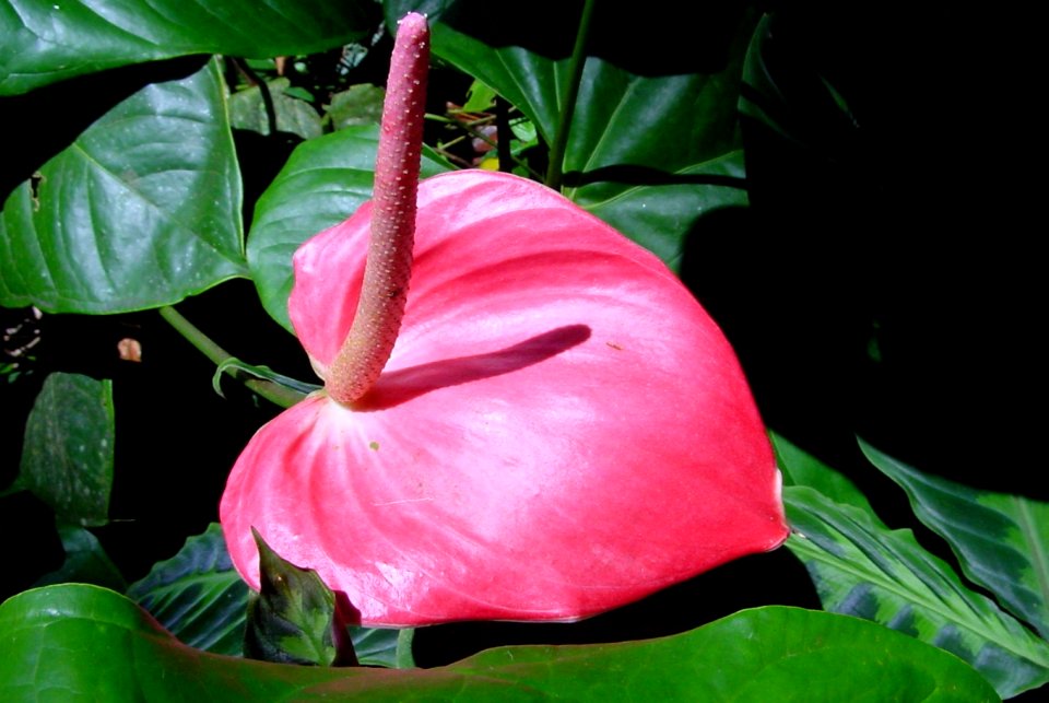 Anthurium rose foncé