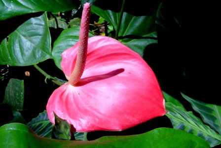 Anthurium rose foncé