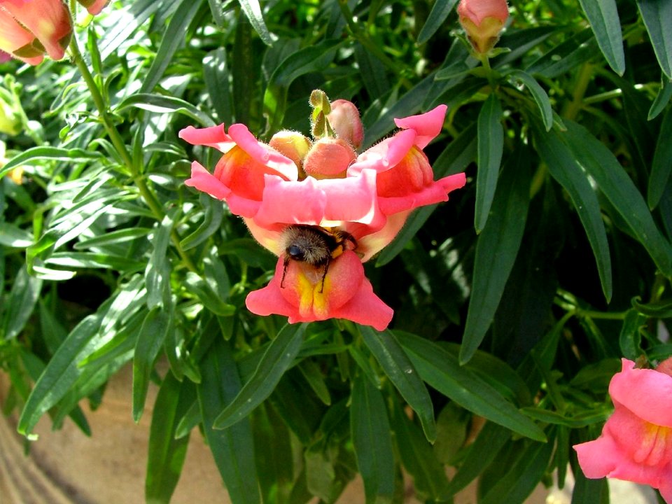 Antirrhinum majus B