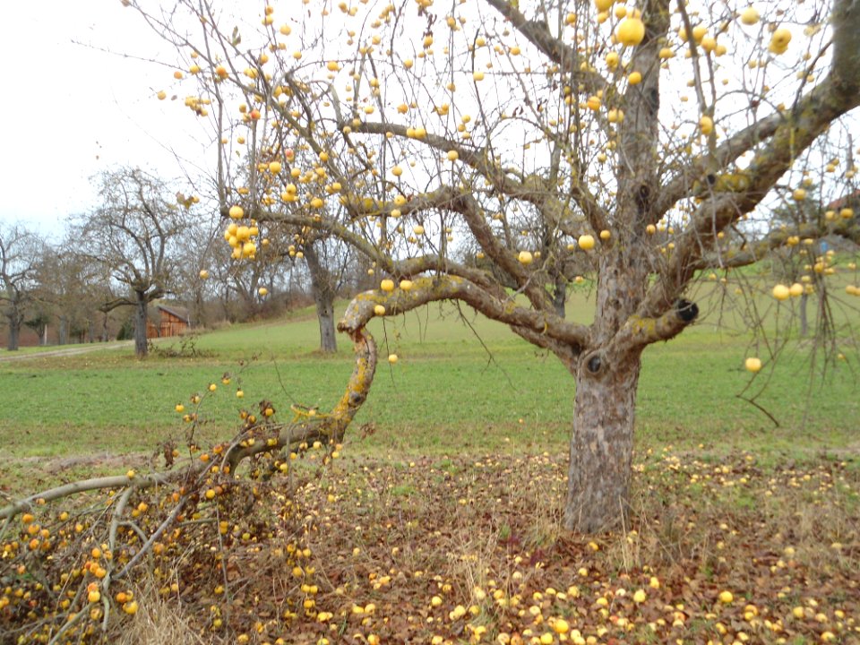 Apfelbaum Bittenfelder2