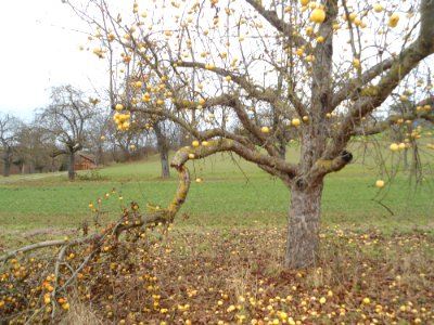 Apfelbaum Bittenfelder2